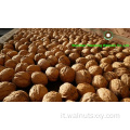 Kernel in noce cinese di alto grado
